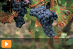 Loire Valley Thumb